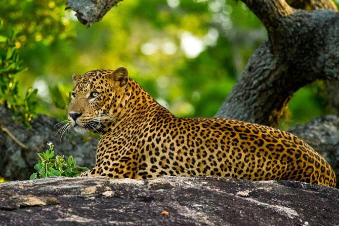 2 Day Tour of Yala & Ella with Hill Country Scenic Train Ride - All Inclusive - Why this two-day route works