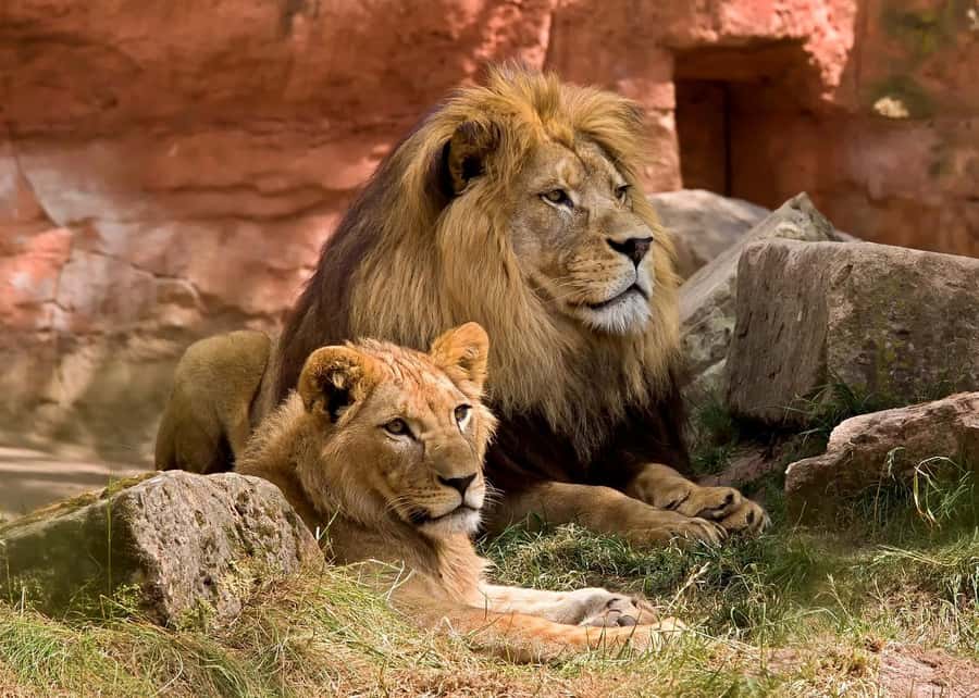 2 DAYS - MIKUMI PARK FROM DAR ES SALAAM BY LUXURY TRAIN - Key points to know before booking