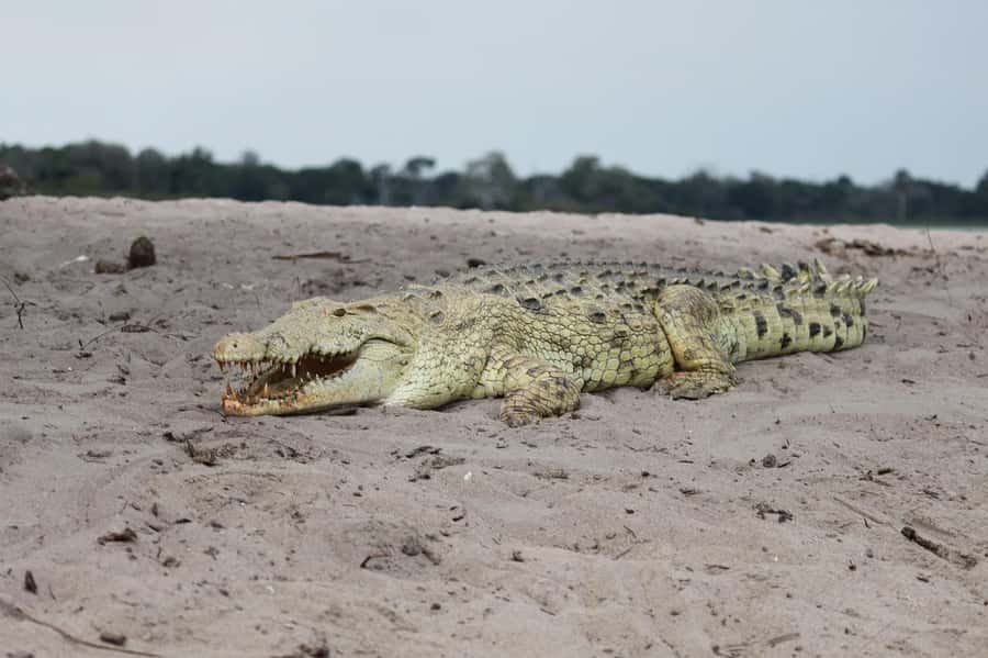 2 DAYS - MIKUMI PARK FROM DAR ES SALAAM BY LUXURY TRAIN - Why Mikumi works for a two-day safari from Dar es Salaam