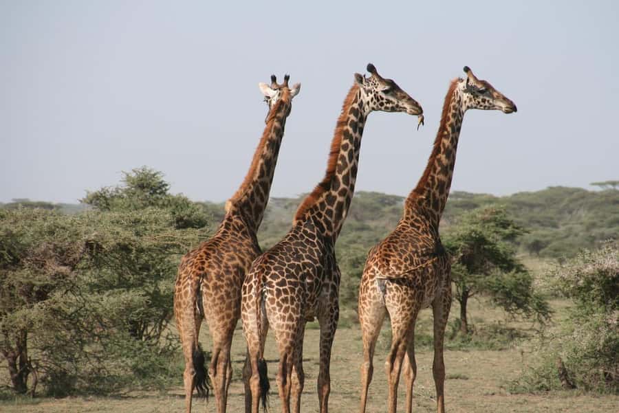 2 DAYS - MIKUMI PARK FROM DAR ES SALAAM BY LUXURY TRAIN - Bush lunch keeps the day inside the park