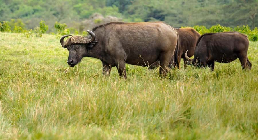 2 DAYS - MIKUMI PARK FROM DAR ES SALAAM BY LUXURY TRAIN - The strongest part of the guiding service