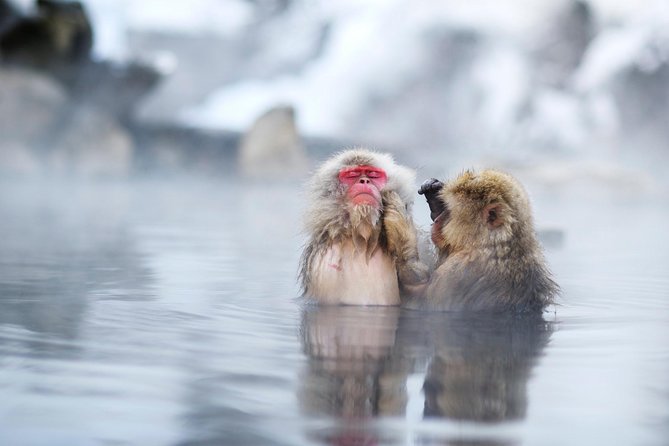 3-Day Private Tokyo and Nagano: Snow Monkeys, Tsukiji Market and Bullet Train - Starting in Asakusa at 4 p.m.