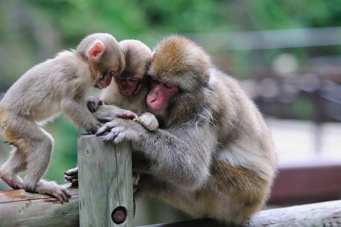 3-Day Private Tokyo and Nagano: Snow Monkeys, Tsukiji Market and Bullet Train - The walk to Jigokudani’s snow monkeys