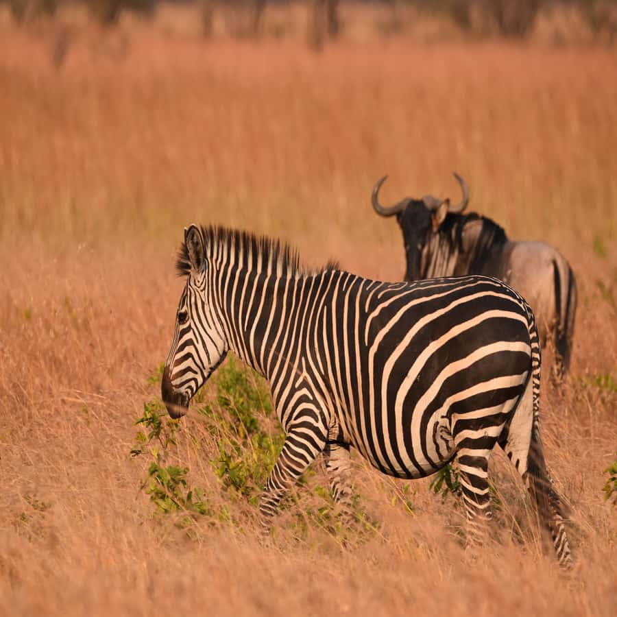 3 Days / 2 Nights Mikumi Safari by SGR Train from Zanzibar - Day 2: One full game drive across Mikumi