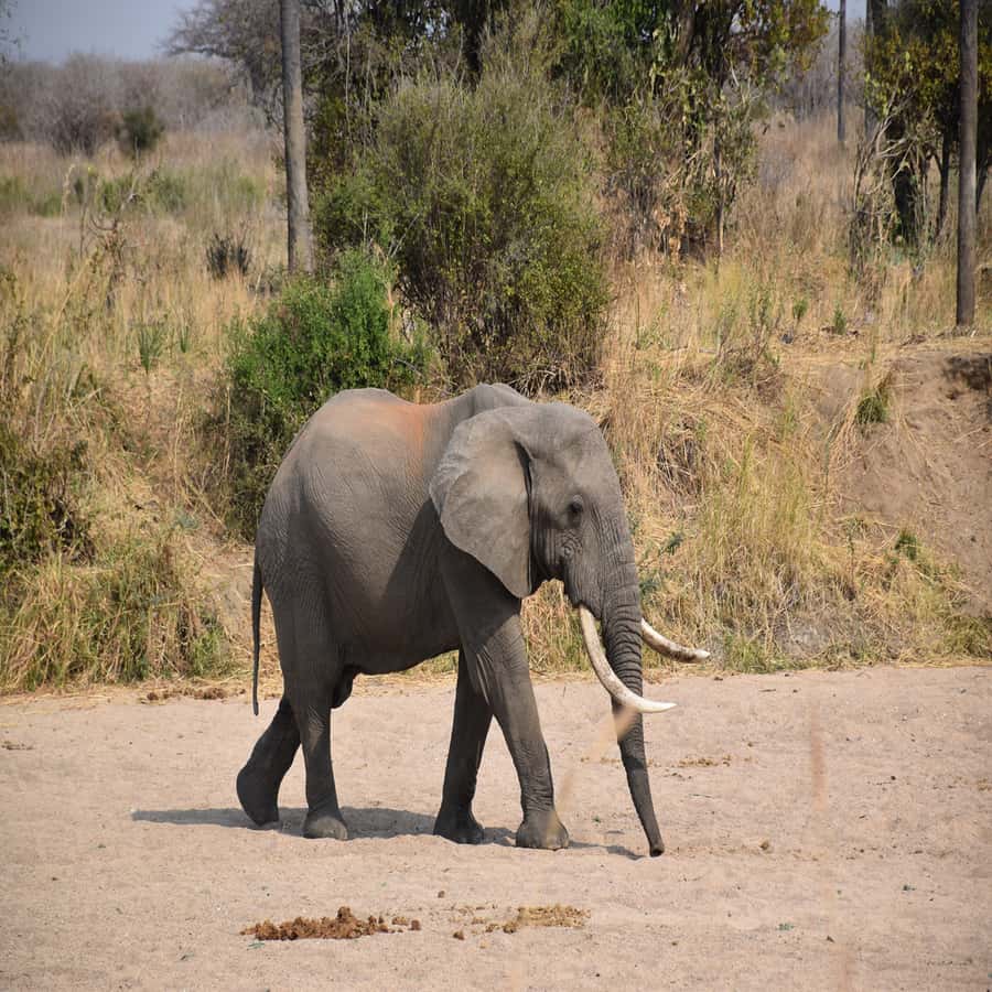 3 Days / 2 Nights Mikumi Safari by SGR Train from Zanzibar - Day 3: Returning by SGR and ferry