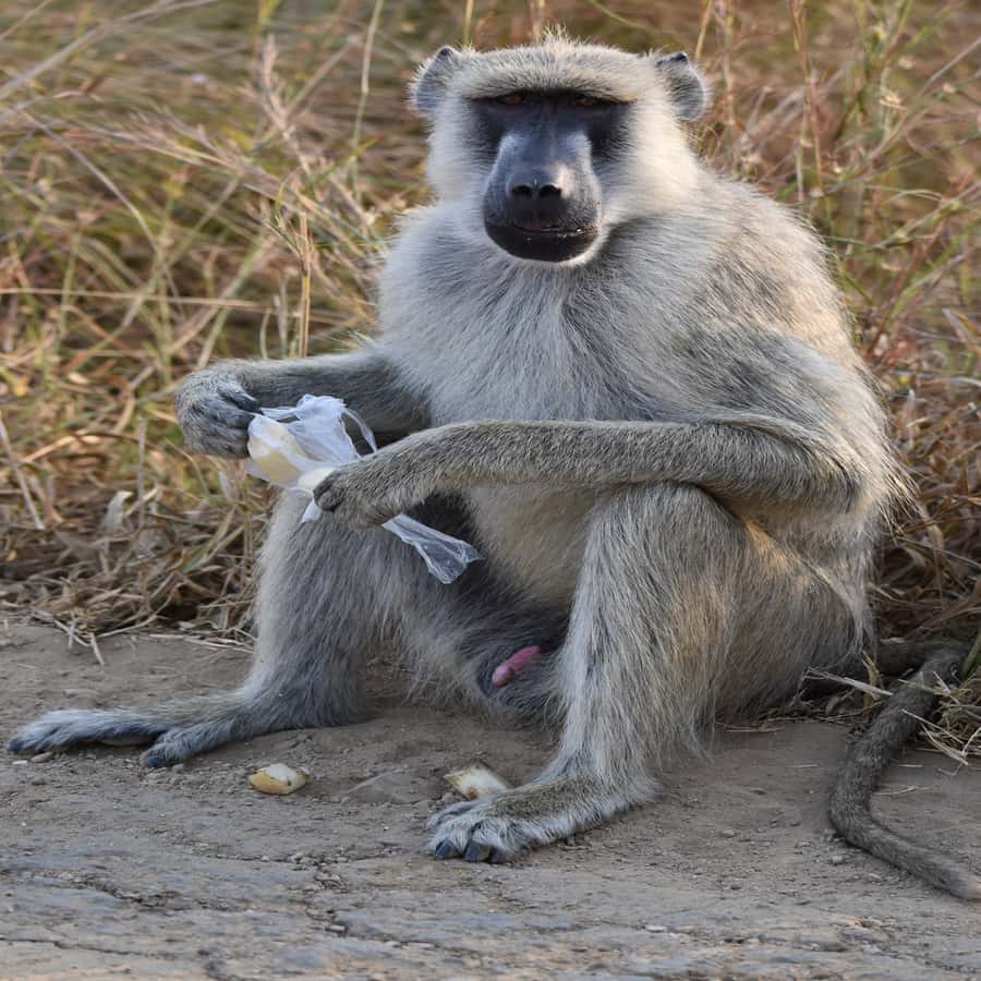 3 Days / 2 Nights Mikumi Safari by SGR Train from Zanzibar - Guides, driving, and personal service