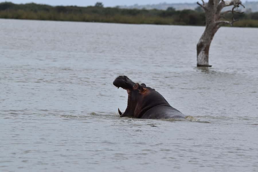 3 Days / 2 Nights Mikumi Safari by SGR Train from Zanzibar - Should you book the Mikumi route from Zanzibar?
