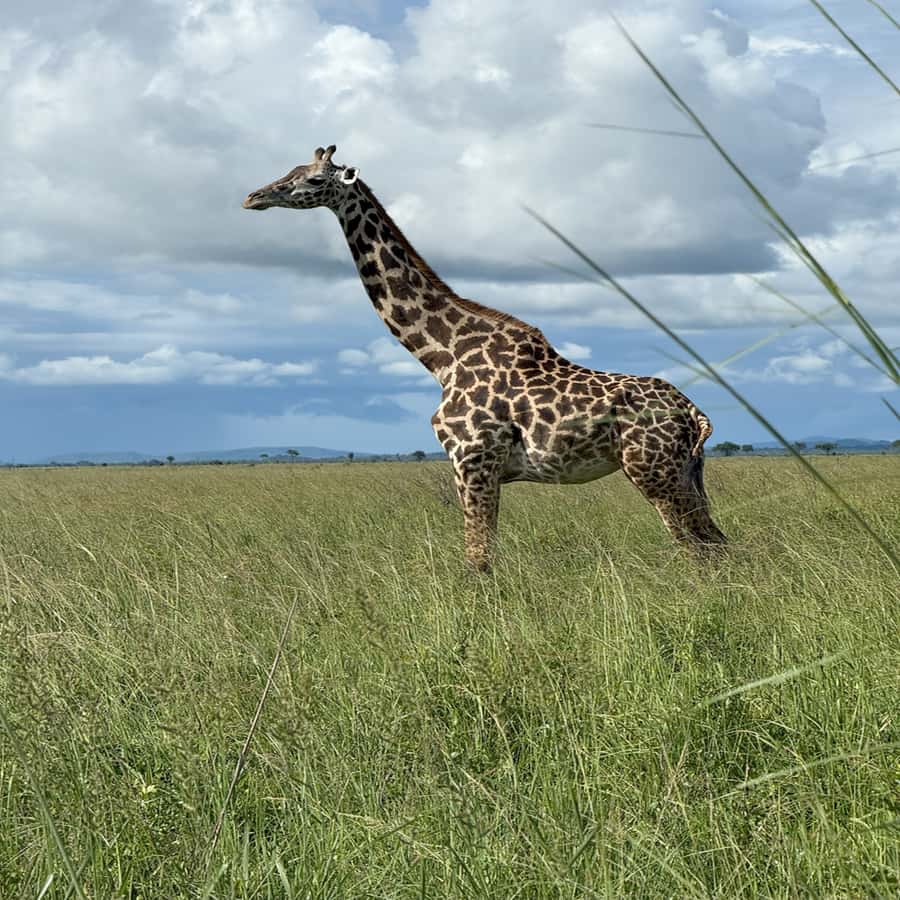 3 Days / 2 Nights Mikumi Safari by SGR Train from Zanzibar - FAQ