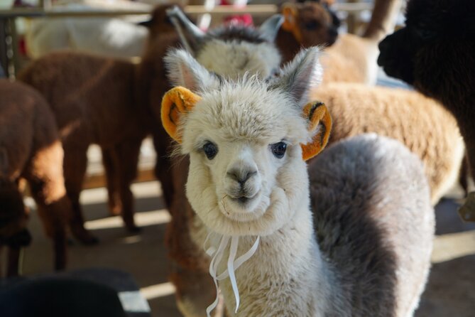 Alpaca, Nami, Eobi with Rail Bike or Strawberry - Alpaca World, your first close animal encounter