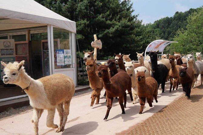 Alpaca World and Nami Island with Gangchon Rail Bike Tour - Gangchon Rail Park: the day’s most memorable ride