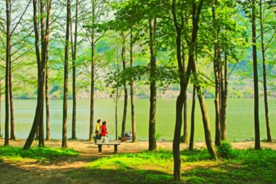 Alpaca World and Nami Island with Gangchon Rail Bike Tour