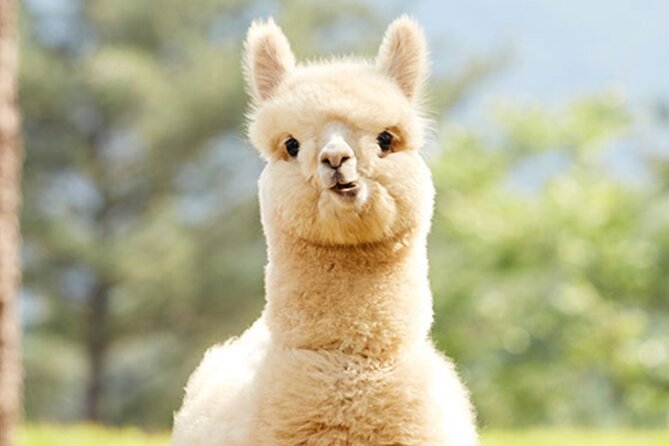Alpaca World with Gangchon Rail Park One Day Tour - Pedaling the old tracks at Gangchon Rail Park