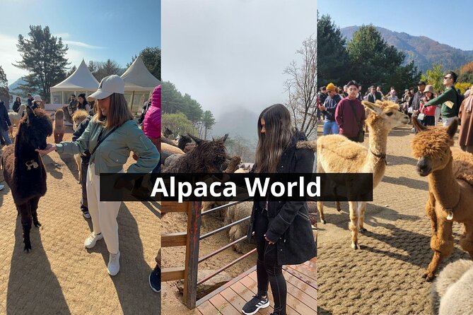 Alpaca World with Gangchon Rail Park One Day Tour - The possible Nami Island and zip wire variation