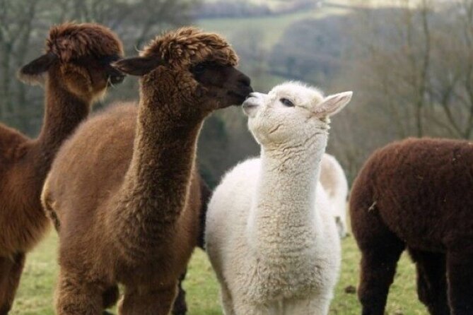 Alpaca World with Gangchon Rail Park One Day Tour - How the guides affect the experience