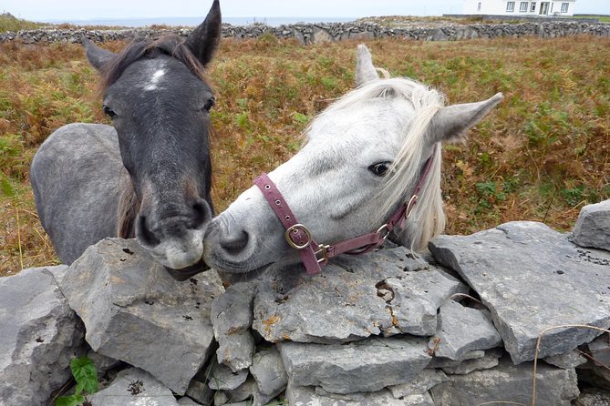 Aran Islands Scenic Flight and Galway Rail Tour from Dublin - Returning to Galway for a Short Free Hour