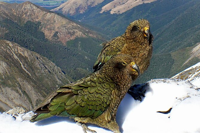 Arthur's Pass and TranzAlpine Train Day Tour from Christchurch - Guides shape the feel of this long day