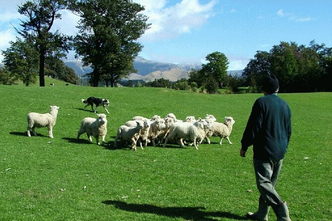 Arthur's Pass and TranzAlpine Train Day Tour from Christchurch - Who will enjoy this Arthur’s Pass day trip