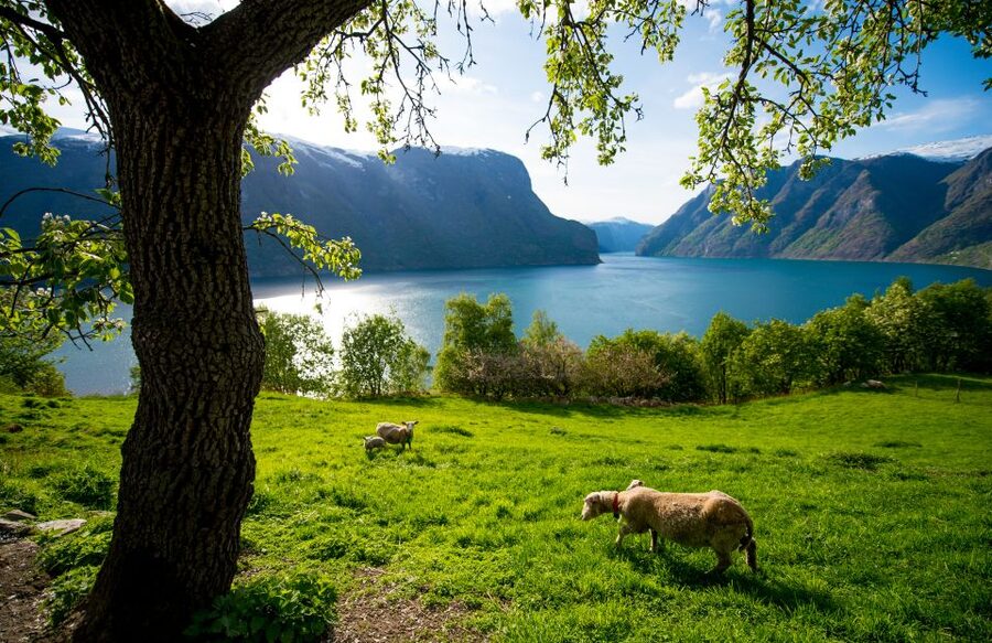 Bergen: Viking Village, Nærøyfjord Cruise & Flåm Railway - Flåm gives you a short pause