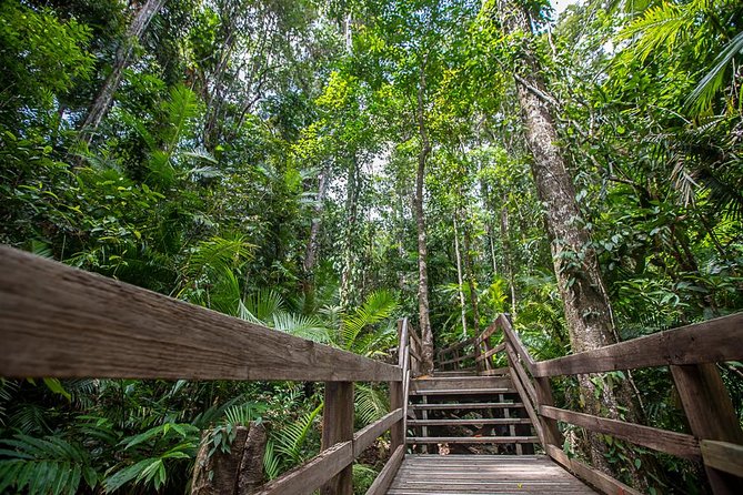 Cairns Super Saver: Reef Cruise, Daintree & Kuranda Rail/Skyrail - Day three: Daintree, Mossman Gorge, and Cape Tribulation