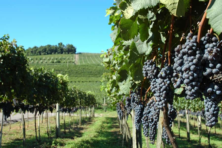 Canela/Gramado: South Wineries, Wine Train, & Italian Park - Why this Serra Gaúcha day has real appeal