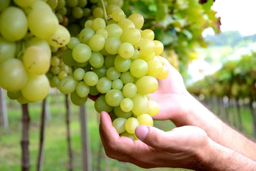 Canela/Gramado: South Wineries, Wine Train, & Italian Park - Aurora Winery and the work behind Brazilian wine