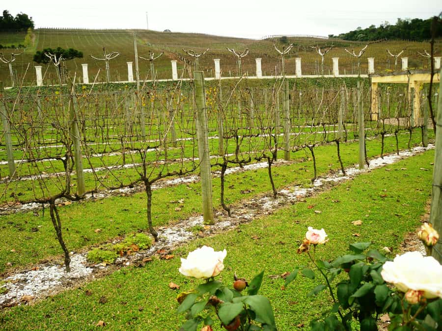 Canela/Gramado: South Wineries, Wine Train, & Italian Park - Italian Epic Park and the immigrant story