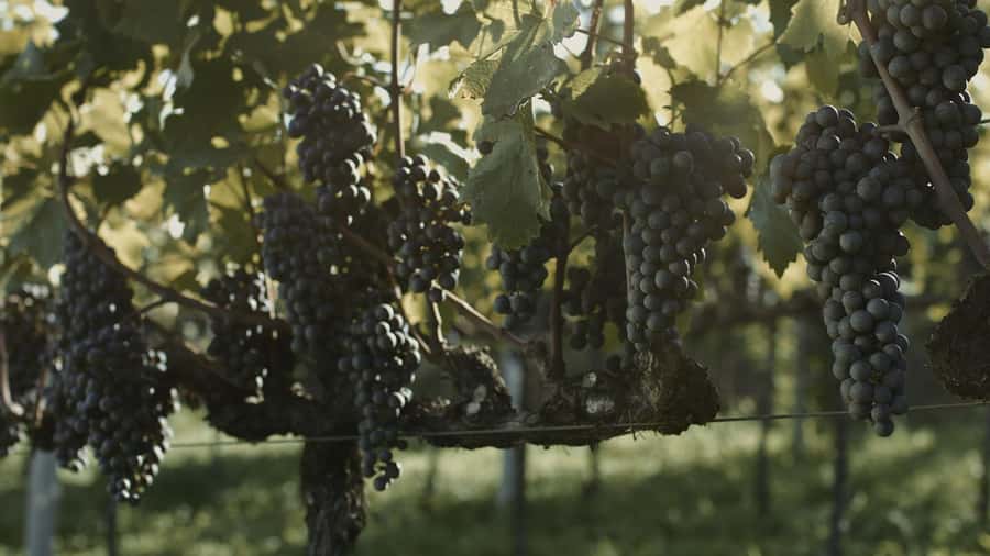 Canela/Gramado: South Wineries, Wine Train, & Italian Park - Food, language, and practical comfort