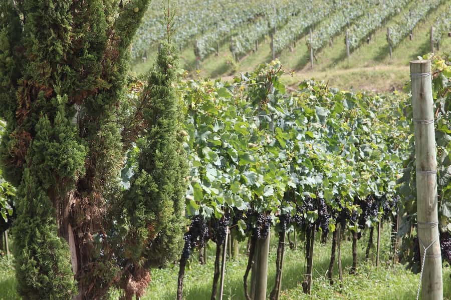 Canela/Gramado: South Wineries, Wine Train, & Italian Park - Who should book this tour
