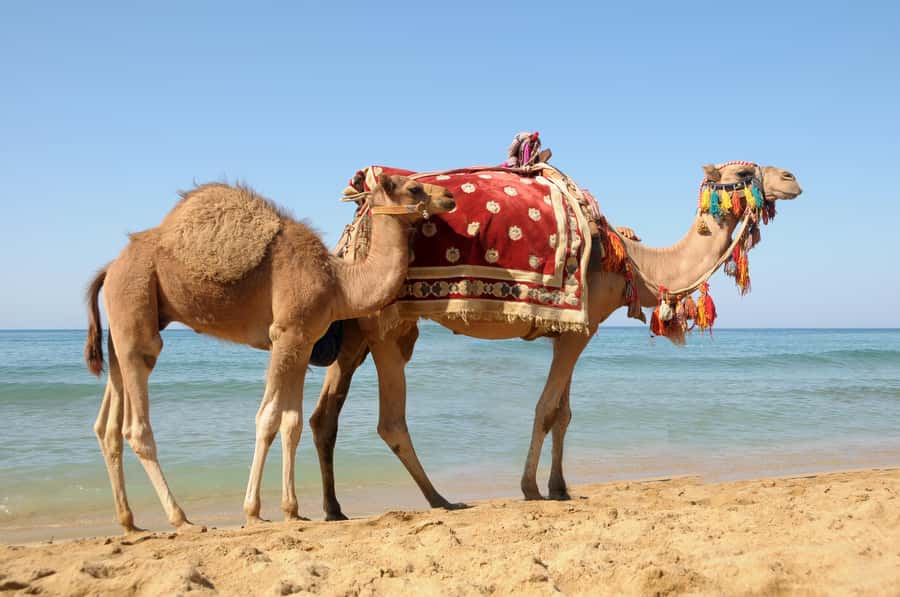 Casablanca to Tangier Guided Day Trip By High-Speed Train - Walking Tangier’s Medina and markets