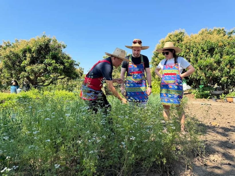 Chiang Mai : Cook in Farm, Market tour & Go by a Local Train - Collecting Herbs From the Organic Garden