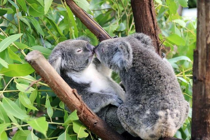 Classic Kuranda by Skyrail and Scenic Railway, Rainforestation & lunch. CKB - Why this Kuranda day works well