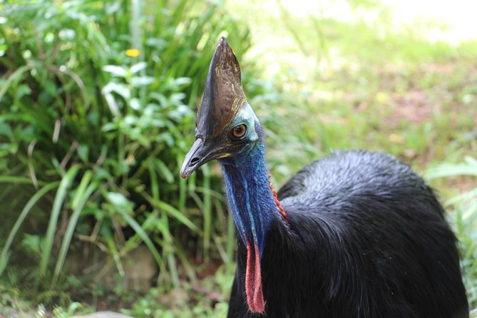 Classic Kuranda by Skyrail and Scenic Railway, Rainforestation & lunch. CKB - Wildlife, Aboriginal activities and hands-on moments