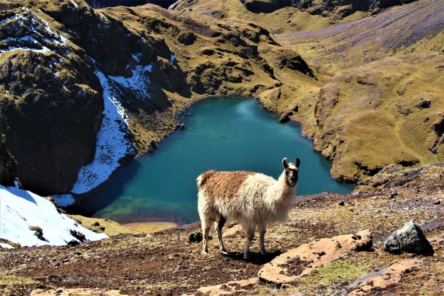 Cusco: 4-Day Lares Trek to Machu Picchu with Panoramic Train - Day 4: Machu Picchu at sunrise, then the Vistadome home