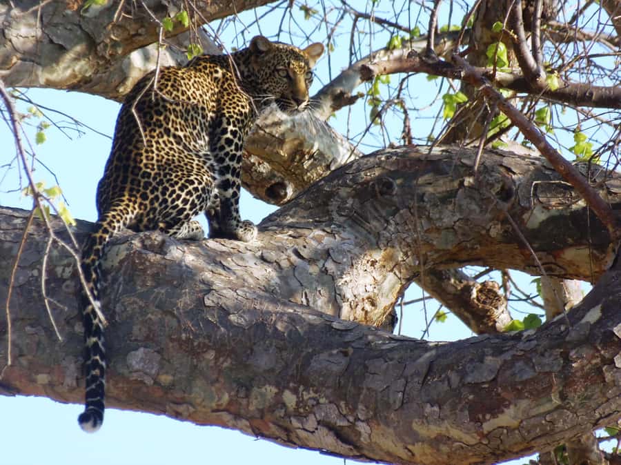 Dar es Salaam: Mikumi National Park Day Trip with Train Ride - Four and a half hours inside Mikumi National Park