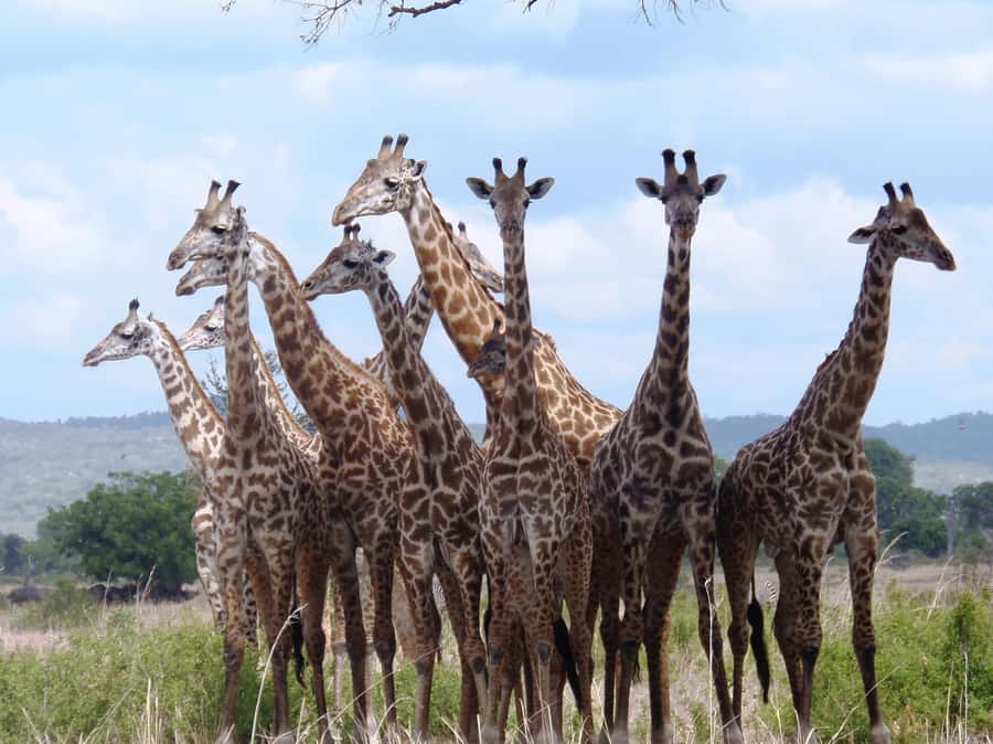 Dar es Salaam: Mikumi National Park Day Trip with Train Ride - The 4:00 PM return and the late train home