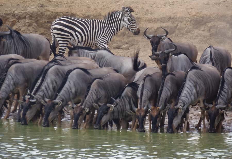 Dar es Salaam: Mikumi National Park Day Trip with Train Ride - What the $400 price really covers