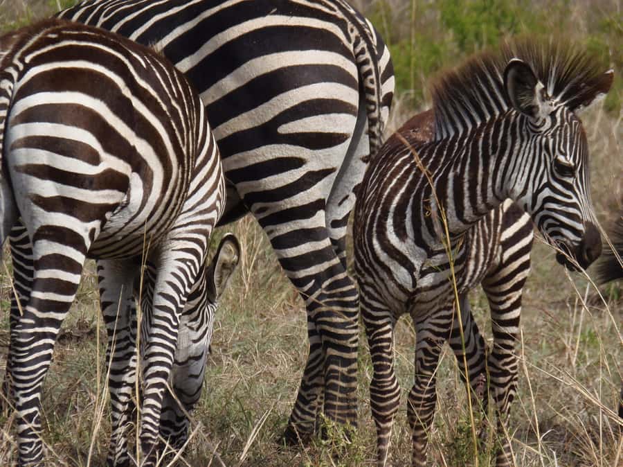 Dar es Salaam: Mikumi National Park Day Trip with Train Ride - Communication, guides, and the small details