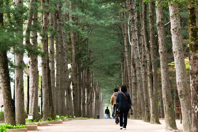 Day Trip to Nami Island with Rail bike and The Garden of Morning Calm - Why this day trip works from Seoul