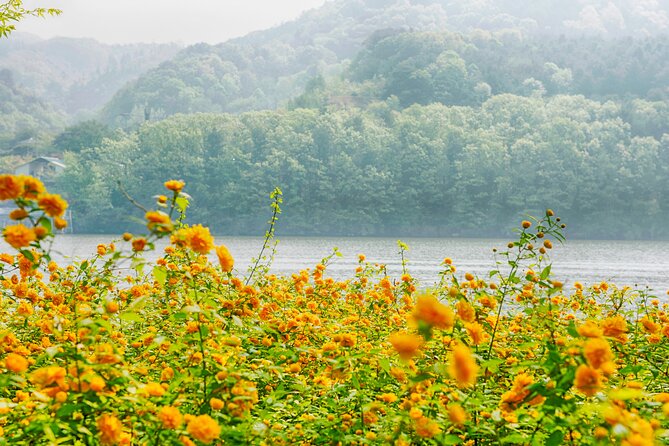 Day Trip to Nami Island with Rail bike and The Garden of Morning Calm - Is $76.19 good value?
