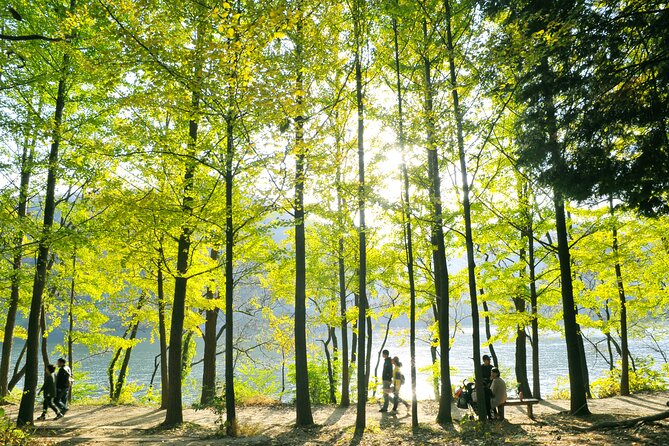 Day Trip to Nami Island with Rail bike and The Garden of Morning Calm - Who should book this experience?