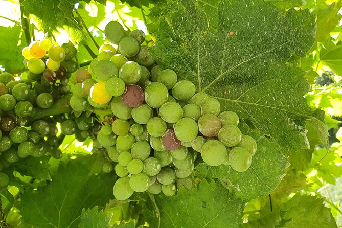 Douro Valley Tour with Train and Vinho Verde - Amarante and the taste of Vinho Verde