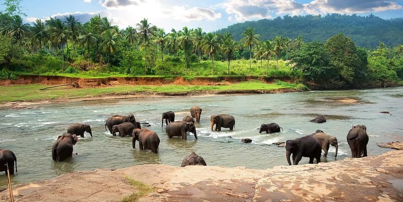 Ella Day Tour with Scenic Train Ride & Tea Plantation Visit - Udawalawe Elephant Transit Home