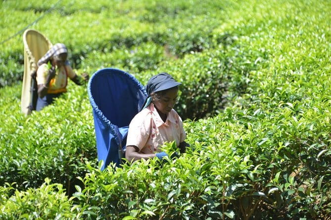 Ella Private Day Tour with Train Ride and Visit to Nine Arch - What the $145 price includes, and where value depends on your group