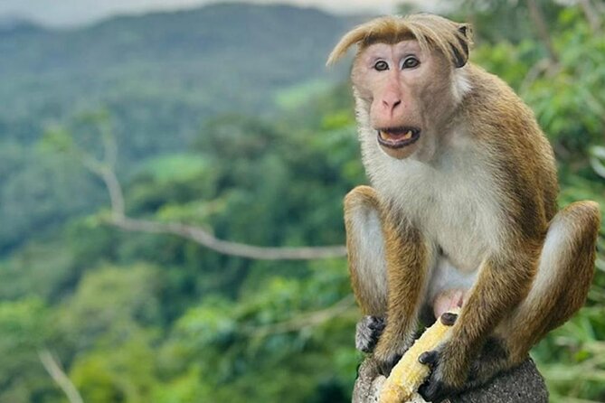 Ella Sir Lanka Most Beautiful Train Ride In the World by Jason - What this Ella day tour really offers