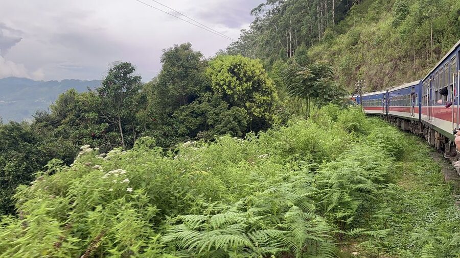 Ella: Tea Factory, Train, and Nine Arch Day Tour with Pickup - The short train ride brings the scenery close