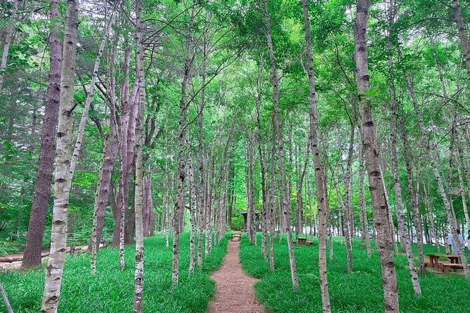 Eobi+Nami+Hanbok Tour with Rail Bike or Strawberry Option - Nami Island: two hours of paths and ferry views