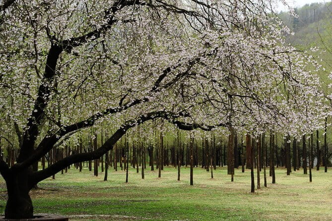 Eobi+Nami+Hanbok Tour with Rail Bike or Strawberry Option - Starting from Seoul and reaching Eobi Ice Valley