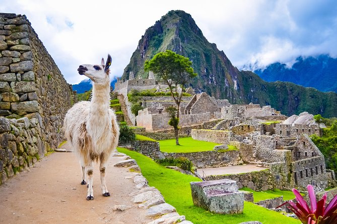 Excursion to MachuPicchu with Train Vistadome Full Day - Lunch and free time in Aguas Calientes