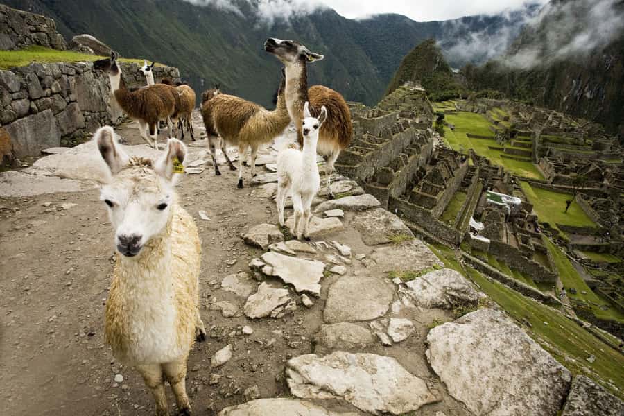 From Cusco: Machu Picchu Private Day Trip on Panoramic Train - What private touring changes
