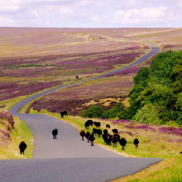 From London: The North York Moors with Steam Train to Whitby - Helmsley: a practical pause in a market town